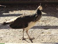 Blauer Pfau: Jungtiere aus Naturbrut, an Freigang gewöhnt
