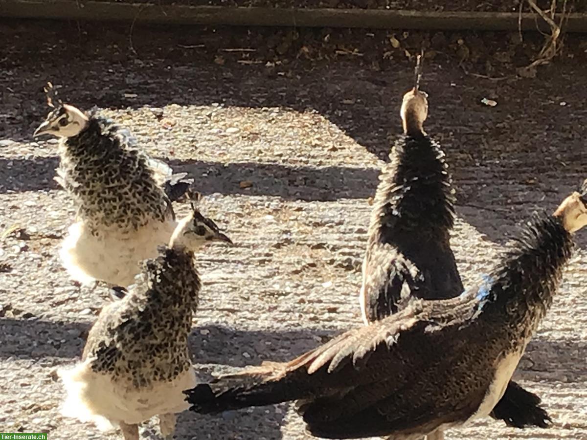 Bild 2: Blauer Pfau: Jungtiere aus Naturbrut, an Freigang gewöhnt