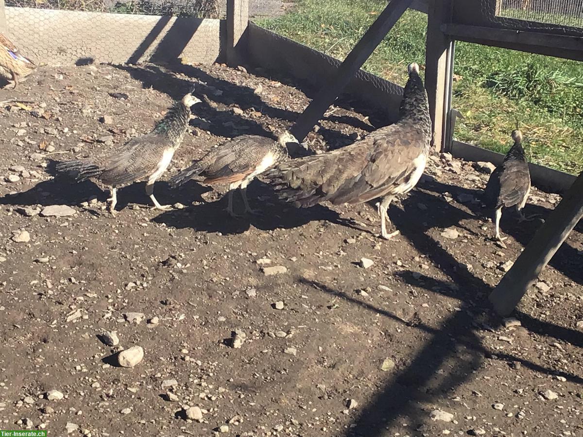 Bild 3: Blauer Pfau: Jungtiere aus Naturbrut, an Freigang gewöhnt