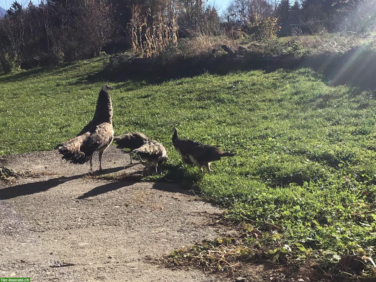 Bild 4: Blauer Pfau: Jungtiere aus Naturbrut, an Freigang gewöhnt