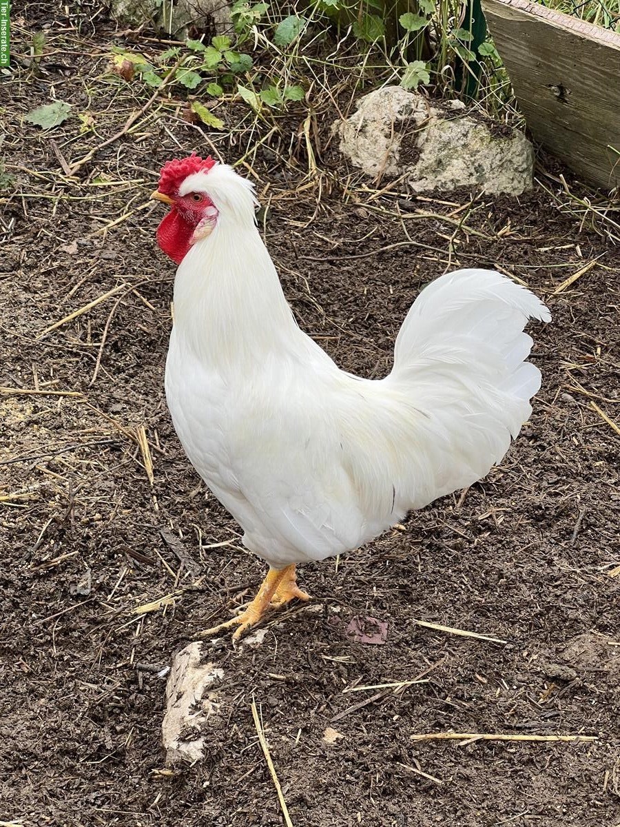 Zutraulicher Junghahn gratis abzugeben