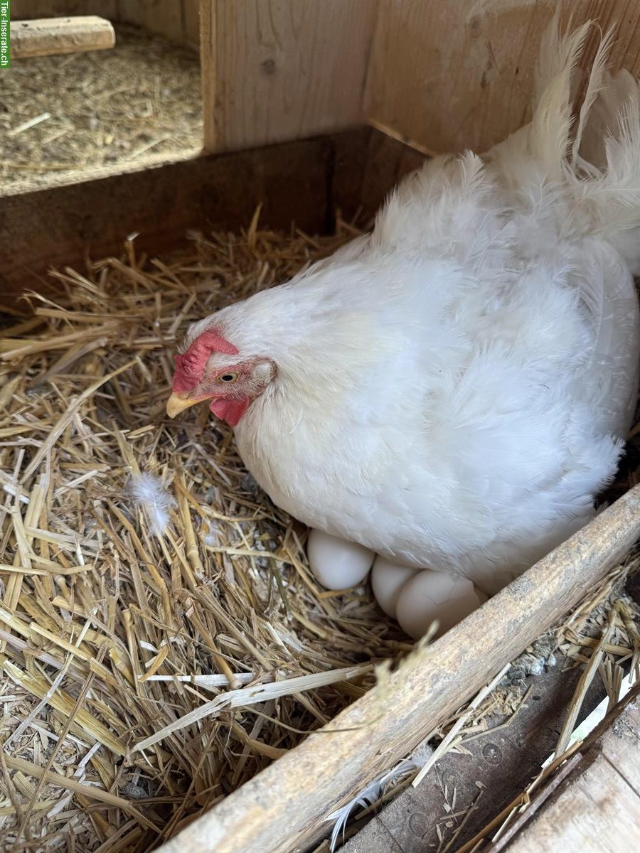 Bild 2: Zutraulicher Junghahn gratis abzugeben