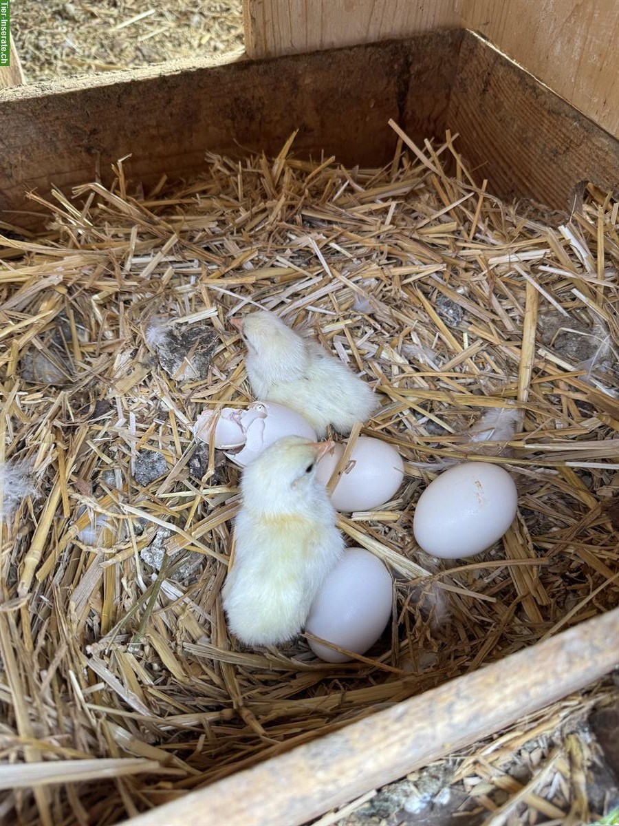 Bild 3: Zutraulicher Junghahn gratis abzugeben