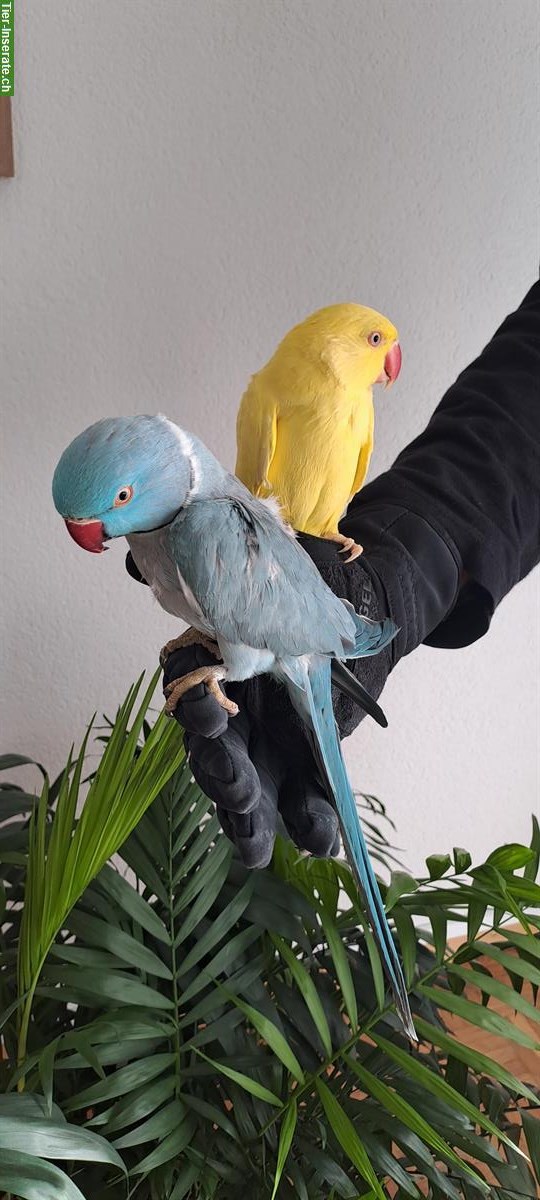 Halsbandsittich Paar, weiblich und männlich