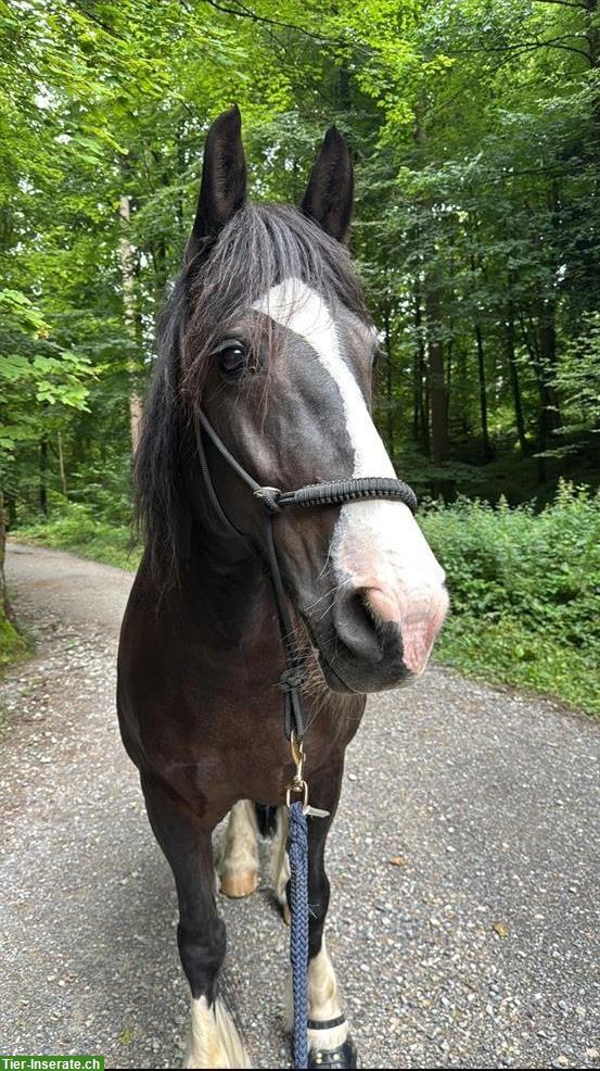 Reitbeteiligung für einen Tinker Wallach, Horgenberg ZH