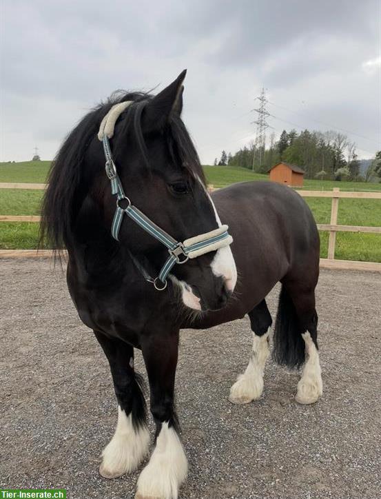 Bild 2: Reitbeteiligung für einen Tinker Wallach, Horgenberg ZH