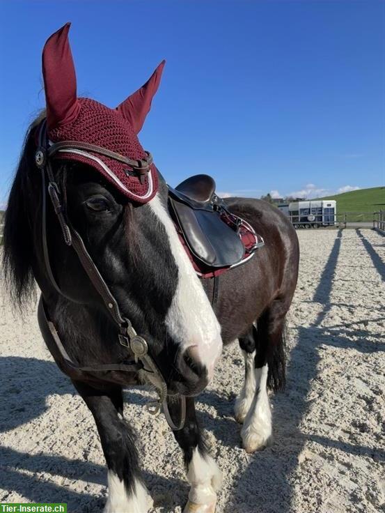 Bild 3: Reitbeteiligung für einen Tinker Wallach, Horgenberg ZH