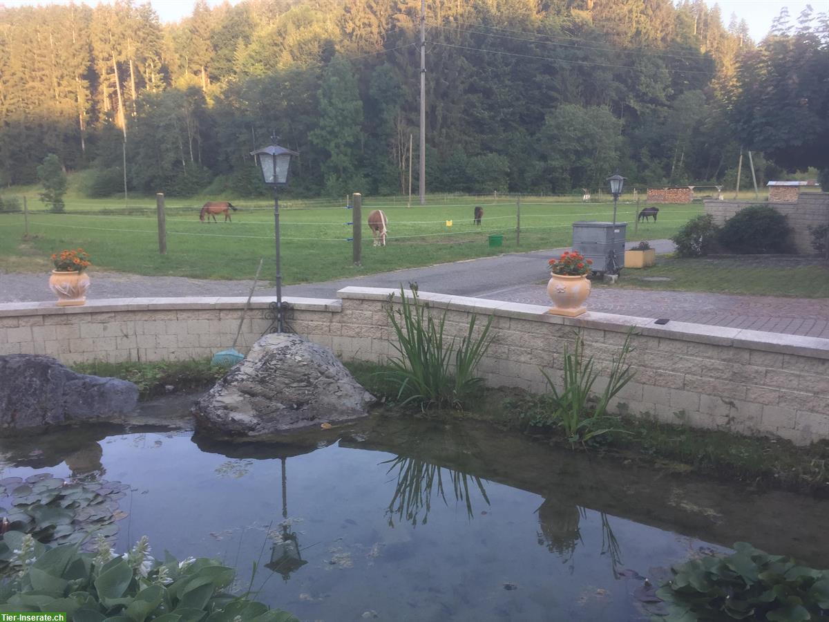 Pferde Auslaufboxe frei in Hittnau, ZH-Oberland