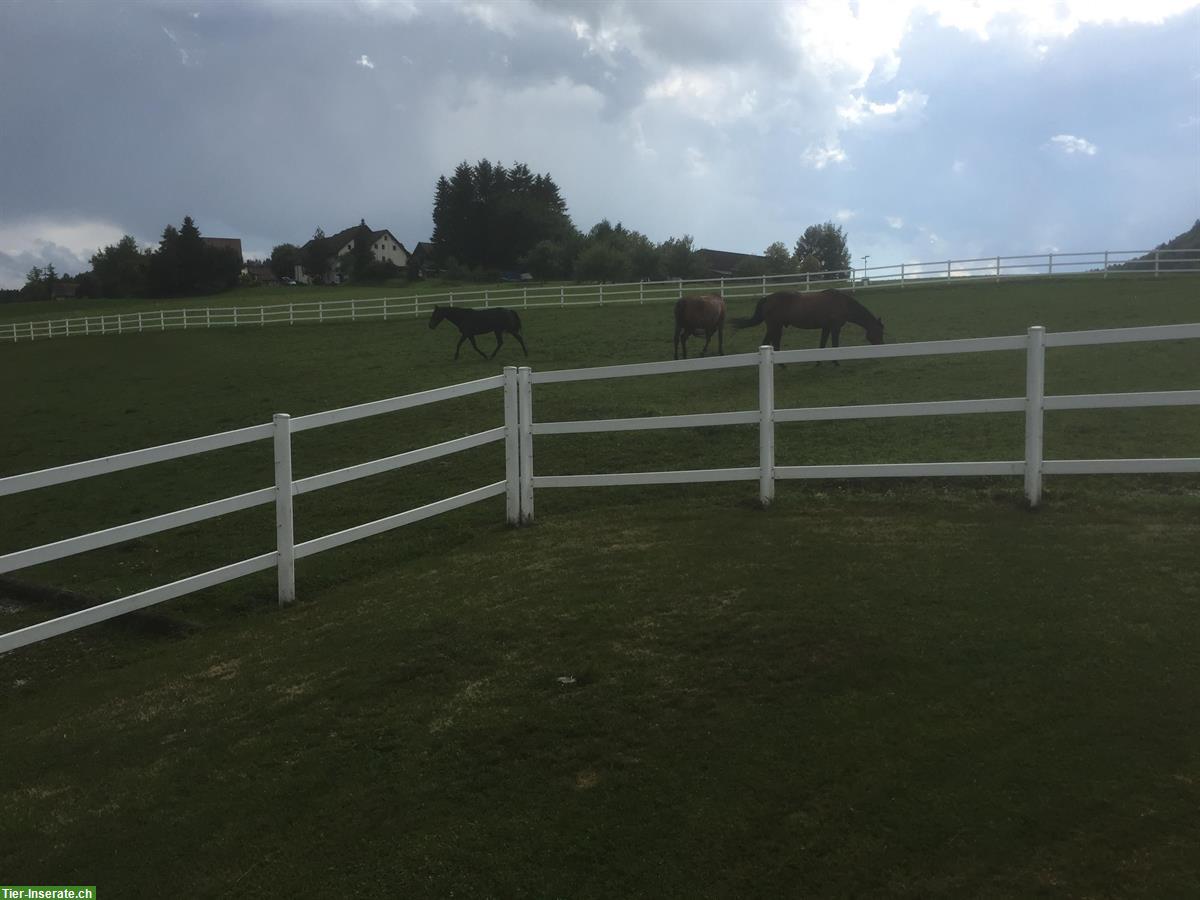 Bild 2: Pferde Auslaufboxe frei in Hittnau, ZH-Oberland