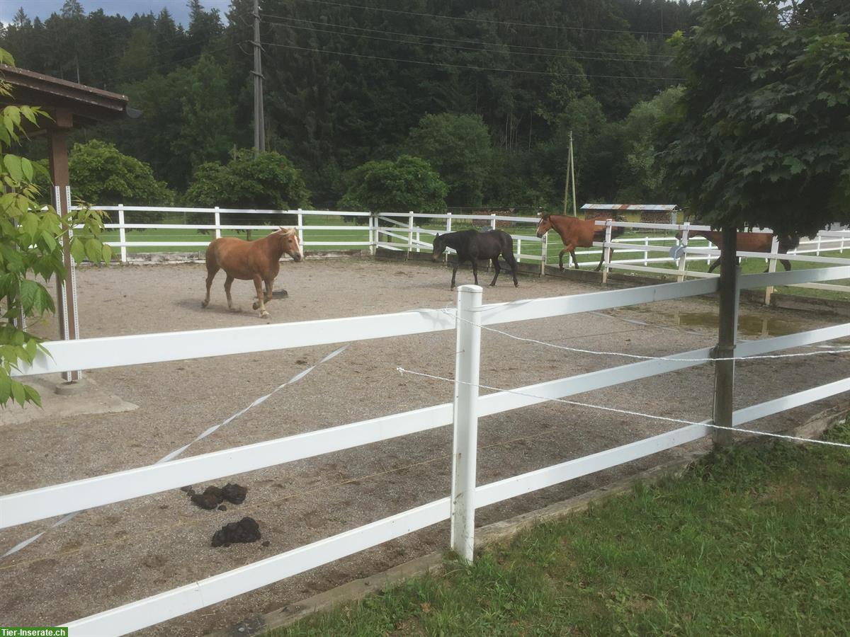 Bild 3: Pferde Auslaufboxe frei in Hittnau, ZH-Oberland