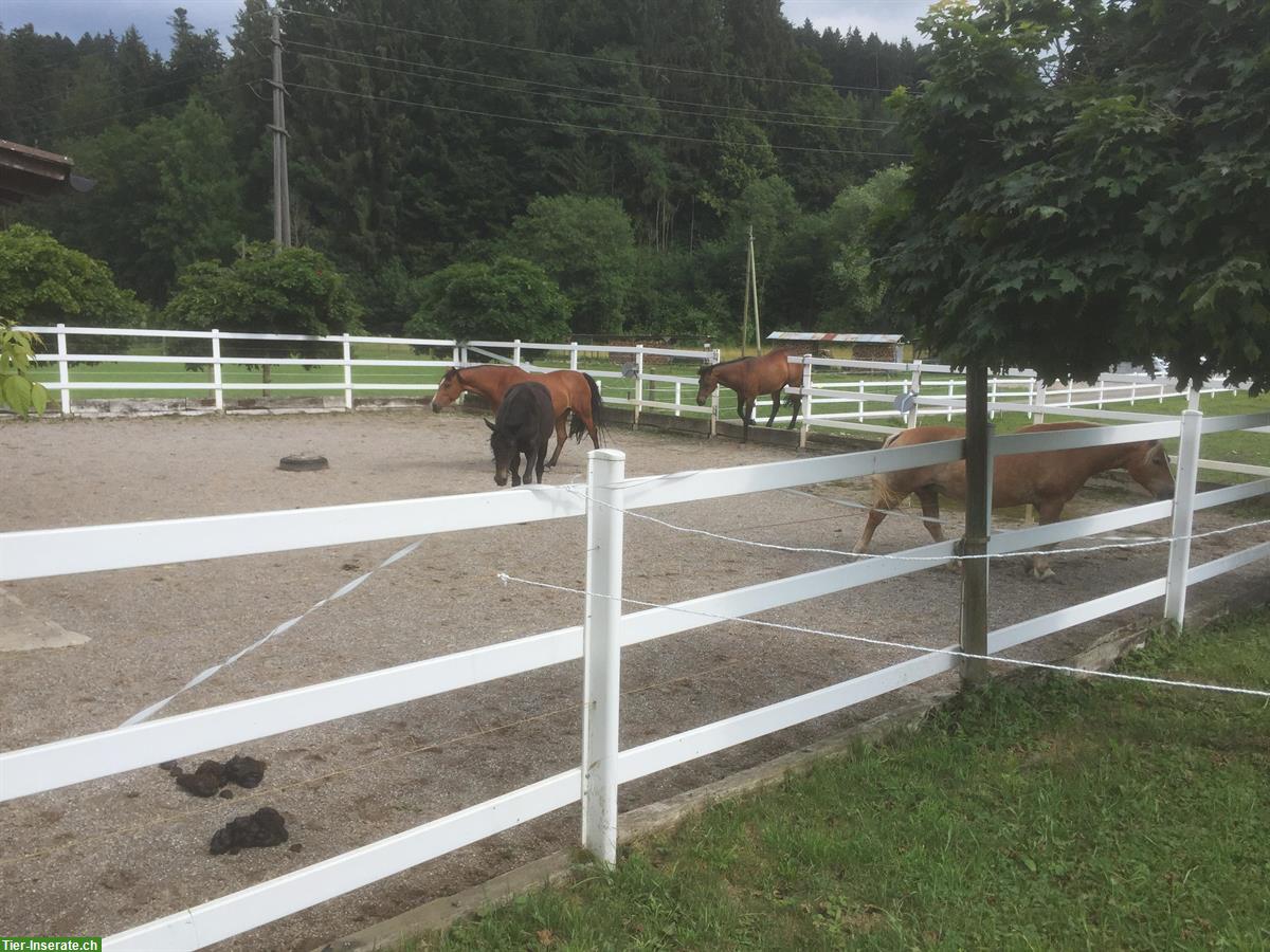Bild 4: Pferde Auslaufboxe frei in Hittnau, ZH-Oberland