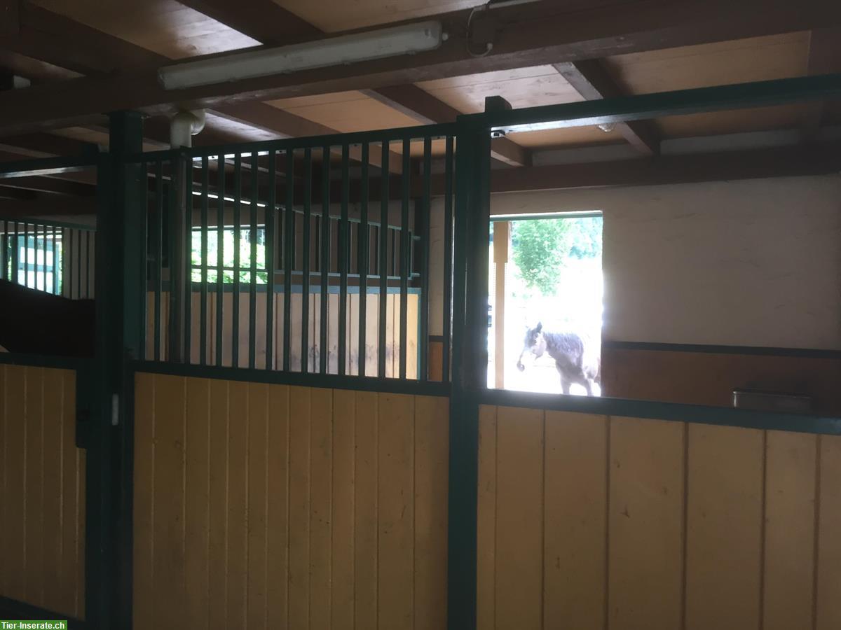 Bild 5: Pferde Auslaufboxe frei in Hittnau, ZH-Oberland