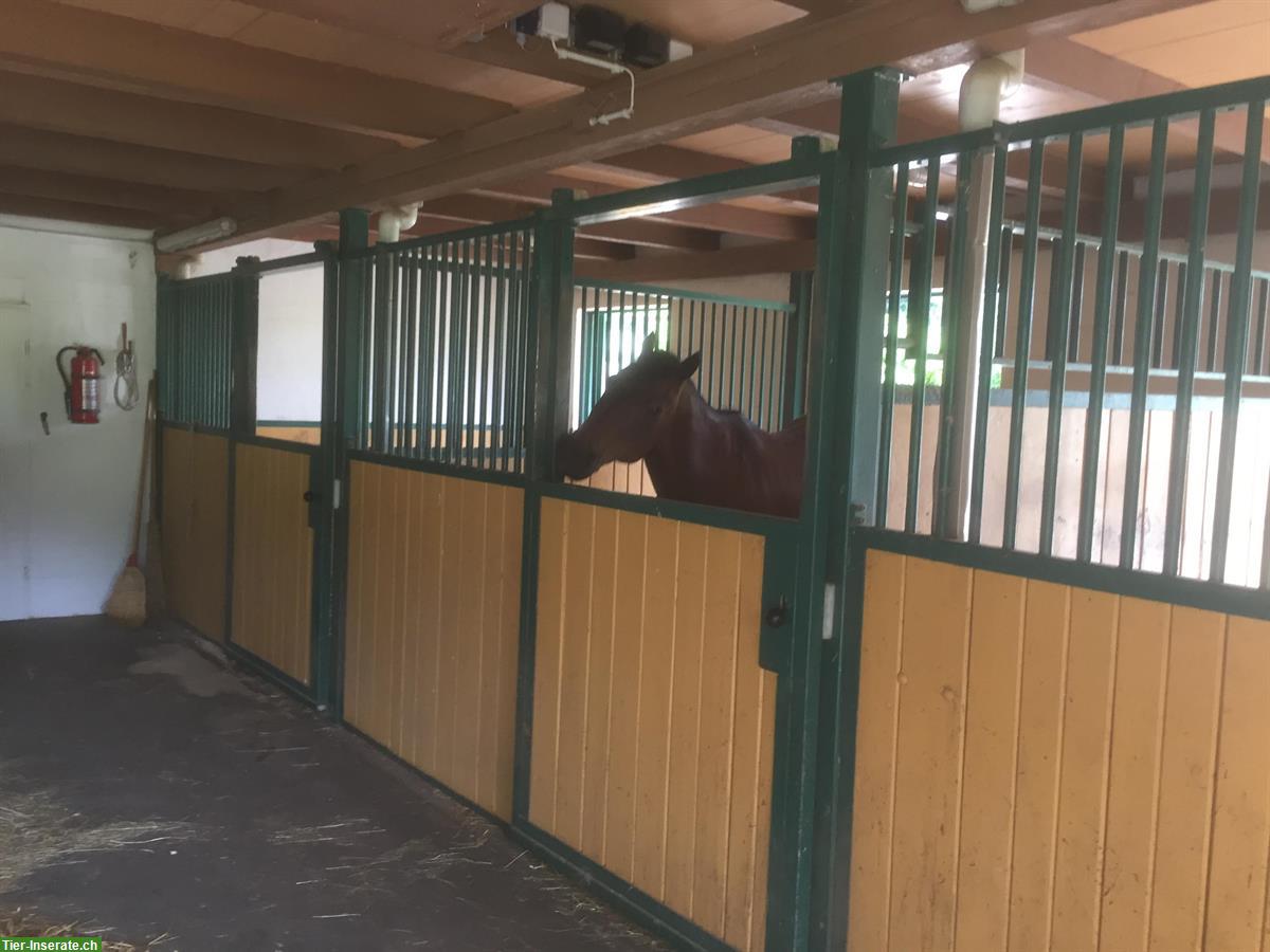Bild 6: Pferde Auslaufboxe frei in Hittnau, ZH-Oberland