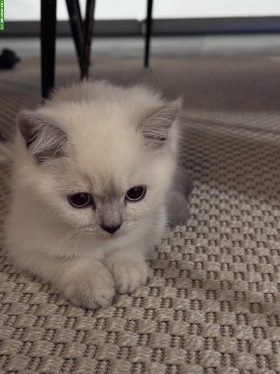 Britisch Kurzhaar Kitten, 2 süsse Mädchen suchen Zuhause