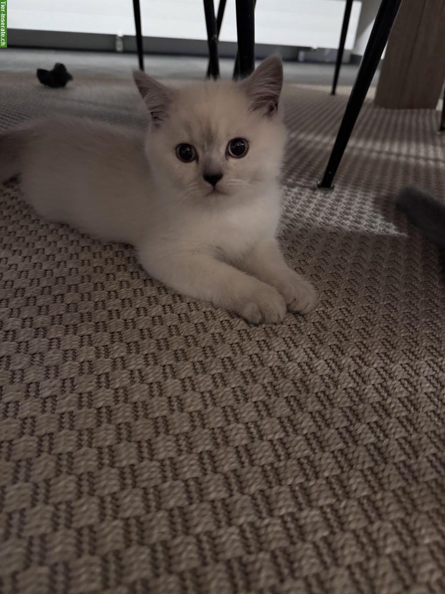 Bild 2: Britisch Kurzhaar Kitten, 2 süsse Mädchen suchen Zuhause