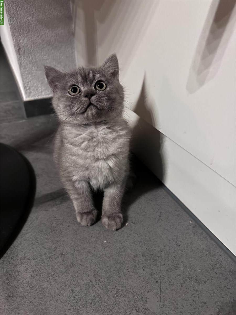 Bild 3: Britisch Kurzhaar Kitten, 2 süsse Mädchen suchen Zuhause