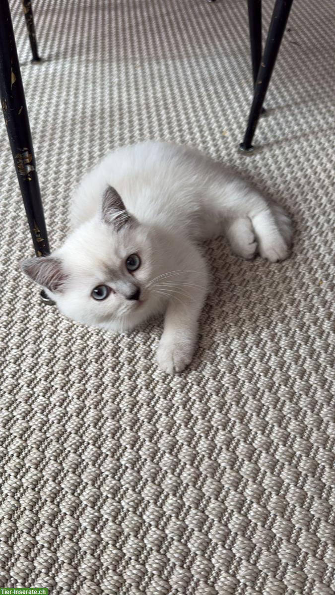 Bild 4: Britisch Kurzhaar Kitten, 2 süsse Mädchen suchen Zuhause