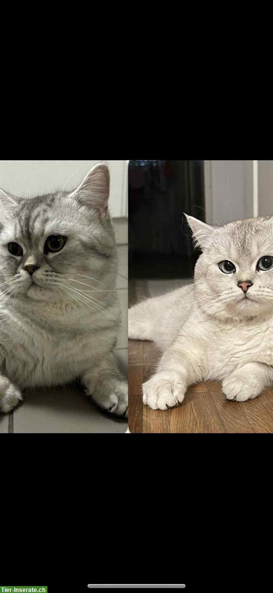 Bild 5: Britisch Kurzhaar Kitten, 2 süsse Mädchen suchen Zuhause