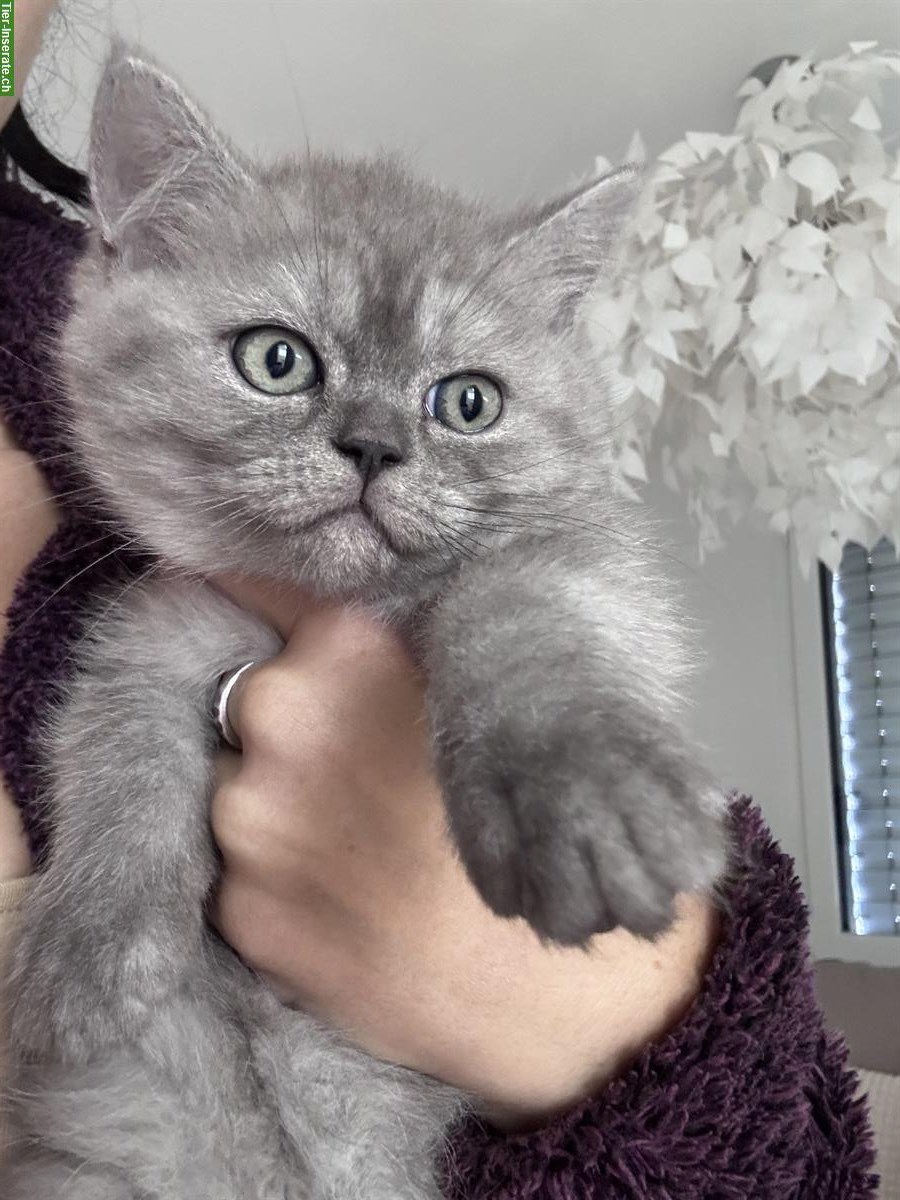 Bild 6: Britisch Kurzhaar Kitten, 2 süsse Mädchen suchen Zuhause