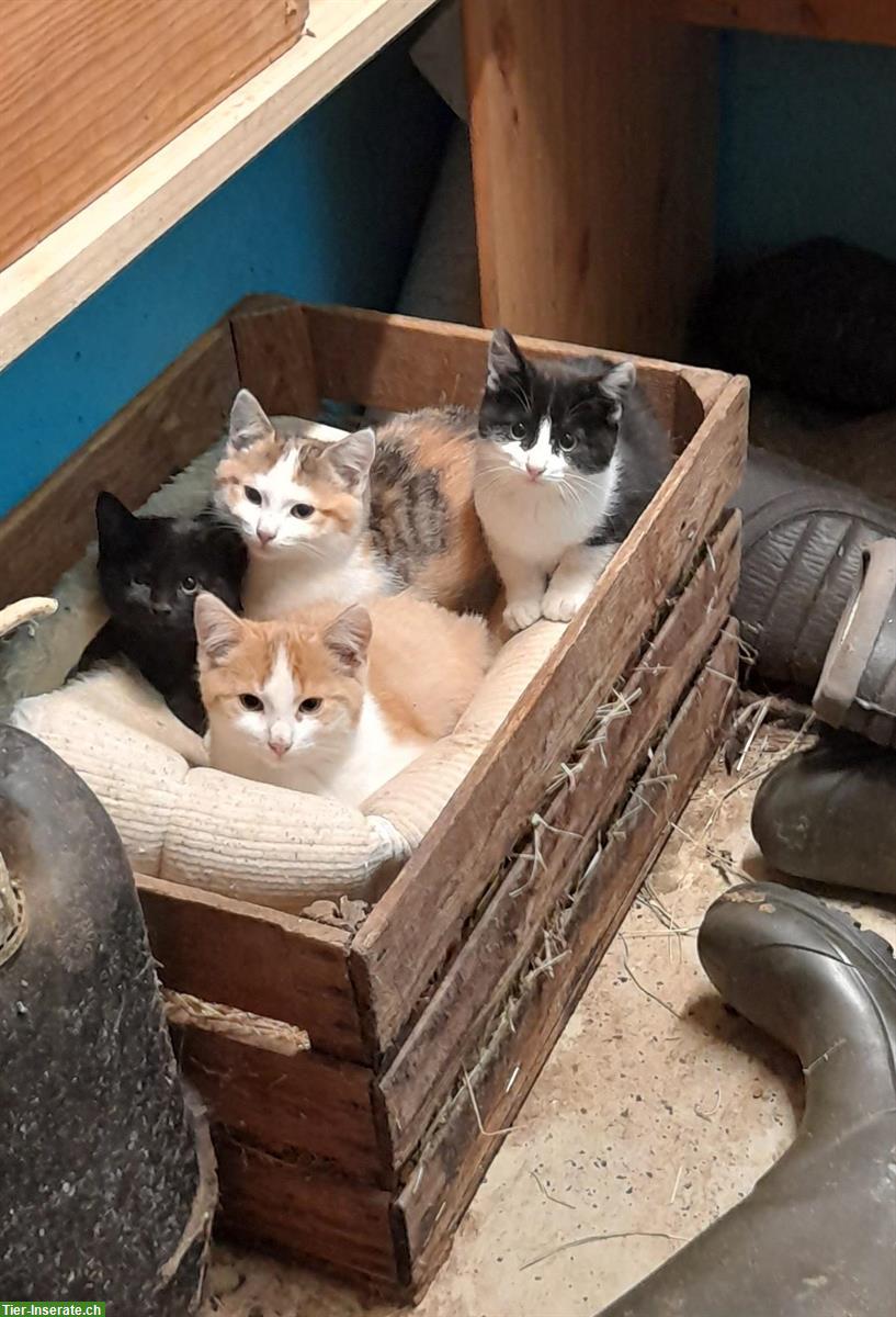 Junge Bauernhof Kätzchen, rot-weiss, schwarz, schwarz-weiss