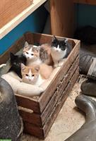 Junge Bauernhof Kätzchen, rot-weiss, schwarz, schwarz-weiss