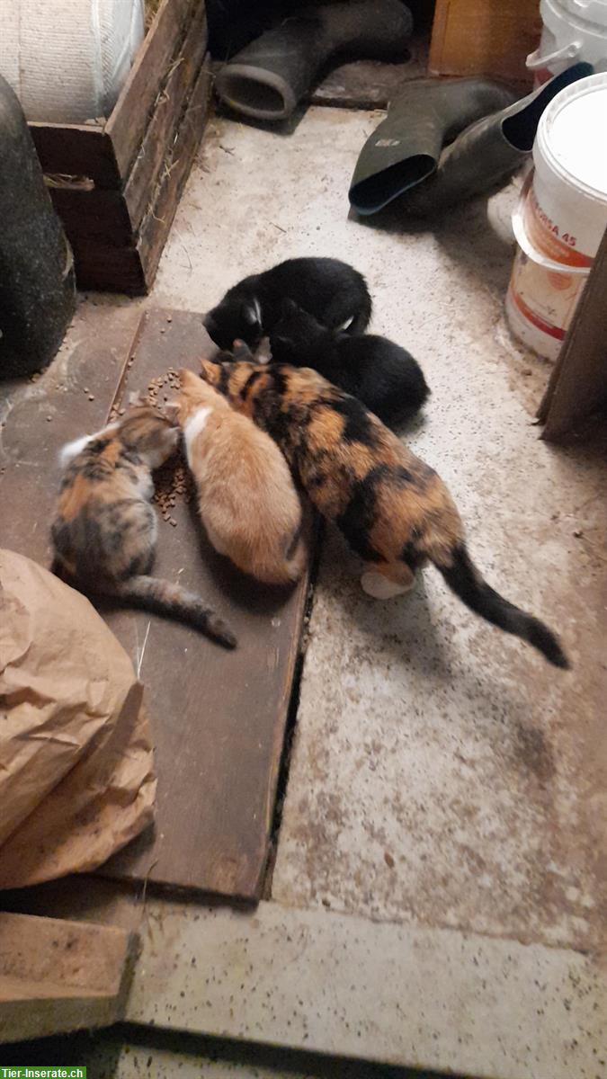 Bild 2: Junge Bauernhof Kätzchen, rot-weiss, schwarz, schwarz-weiss