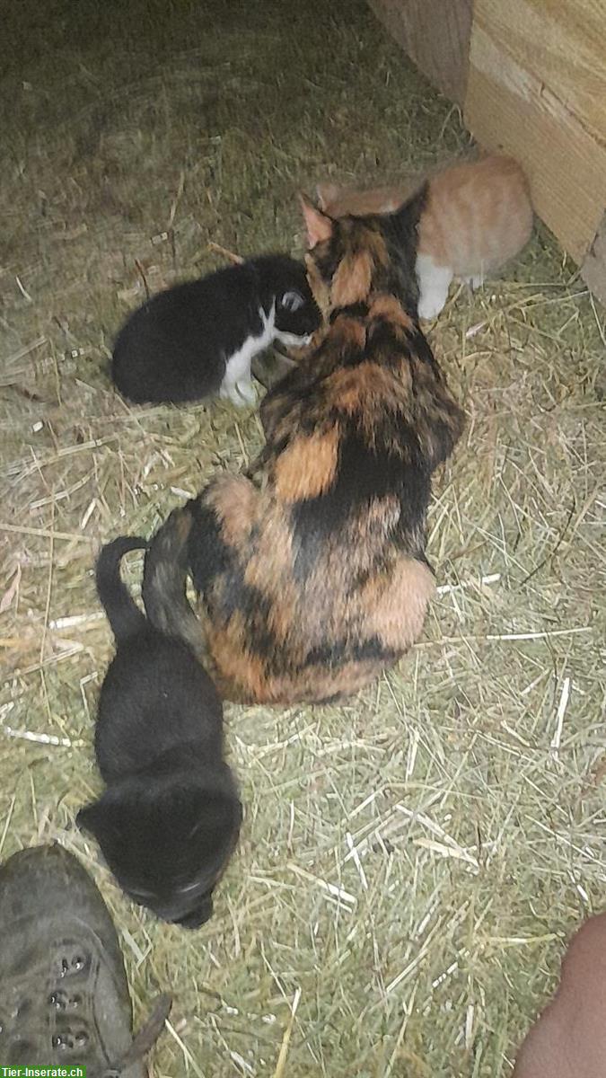 Bild 3: Junge Bauernhof Kätzchen, rot-weiss, schwarz, schwarz-weiss