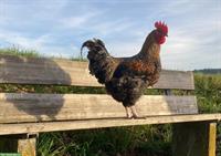 Zutraulicher, 24 Wochen alter Marans-Bielefelder Kennhuhn Hahn