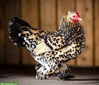 Zwerg-Brahma Hennen / Küken gesucht