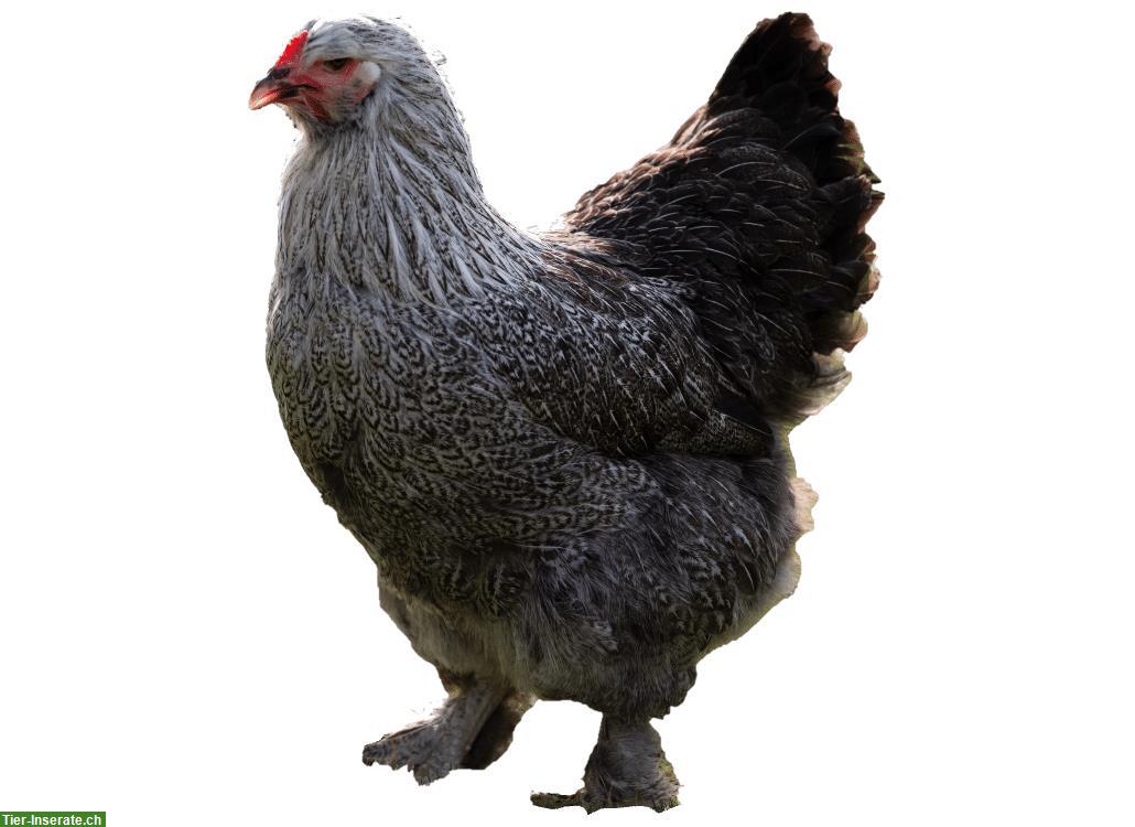 Bild 2: Zwerg-Brahma Hennen / Küken gesucht