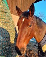 Reitbeteiligung auf sportlicher Stute, Willisau LU