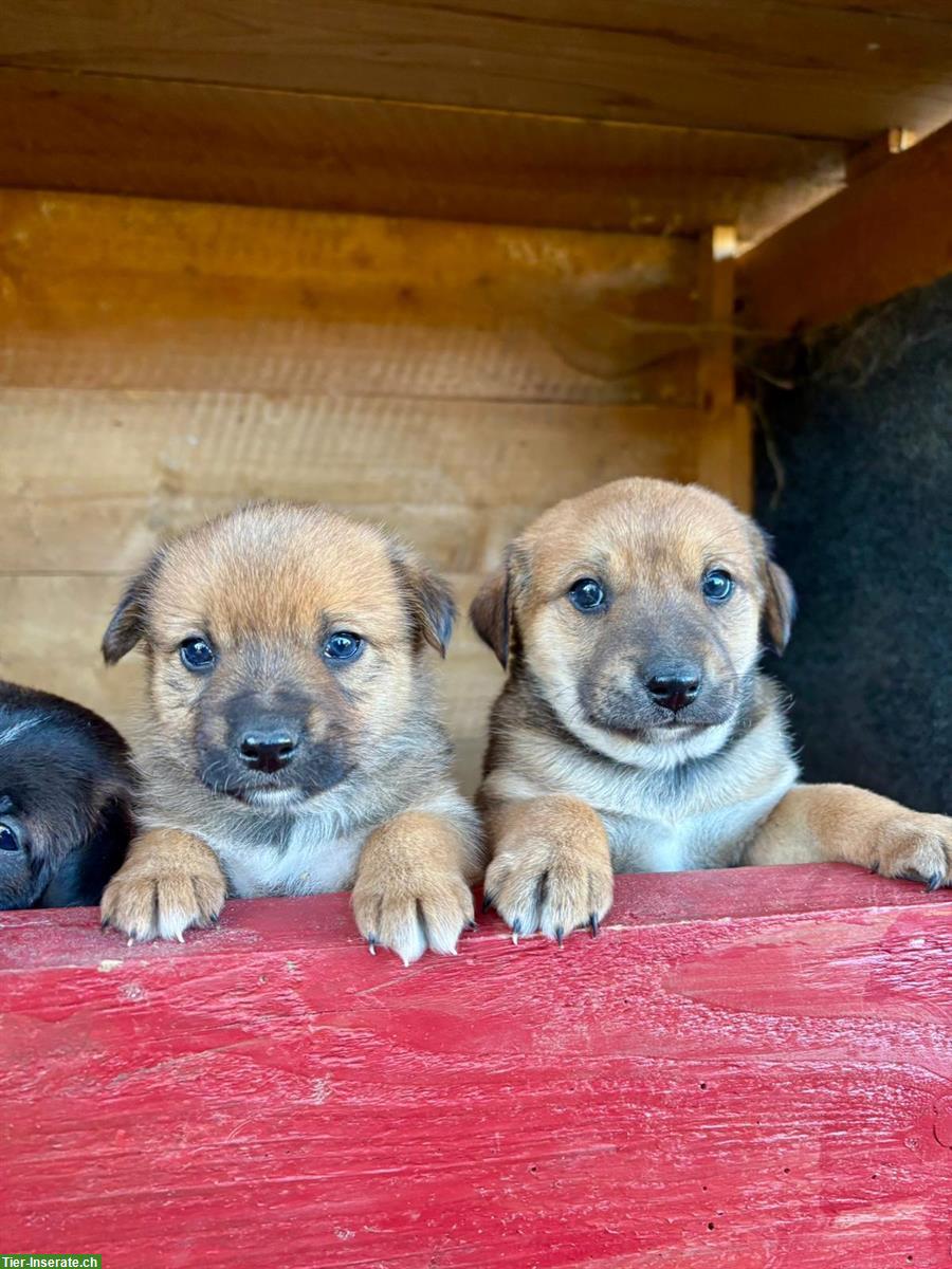 Labrador x Appenzeller Mix Welpen, kinderlieb