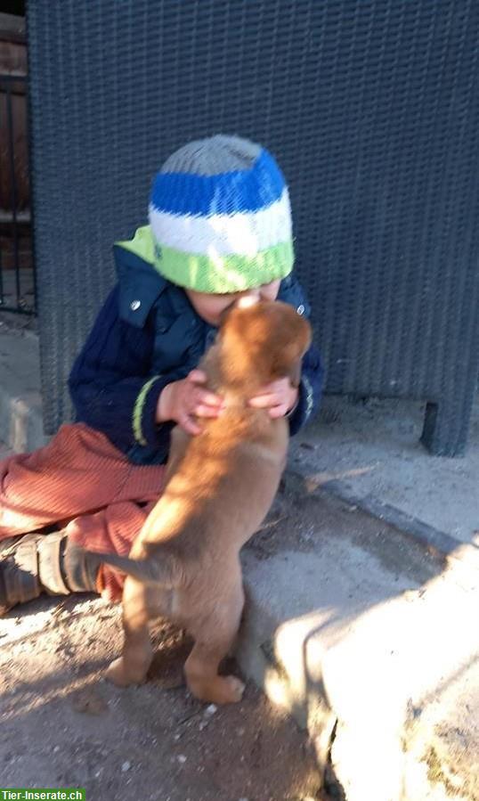 Bild 10: Labrador x Appenzeller Mix Welpen, kinderlieb