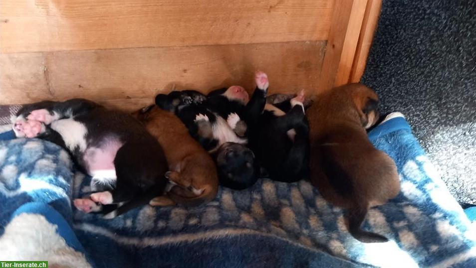 Bild 2: Labrador x Appenzeller Mix Welpen, kinderlieb