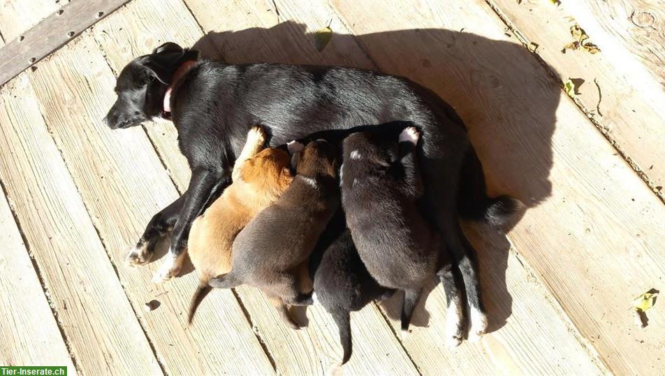 Bild 3: Labrador x Appenzeller Mix Welpen, kinderlieb
