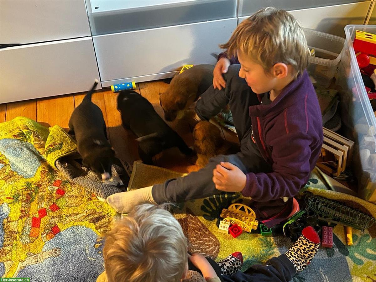 Bild 4: Labrador x Appenzeller Mix Welpen, kinderlieb