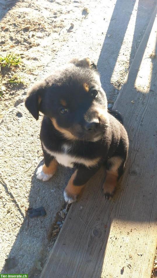 Bild 5: Labrador x Appenzeller Mix Welpen, kinderlieb