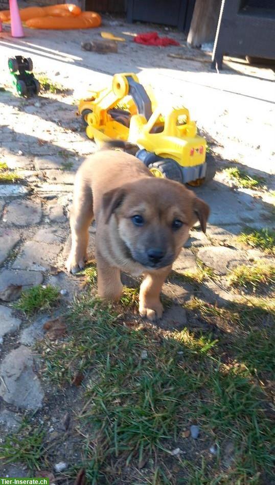 Bild 6: Labrador x Appenzeller Mix Welpen, kinderlieb