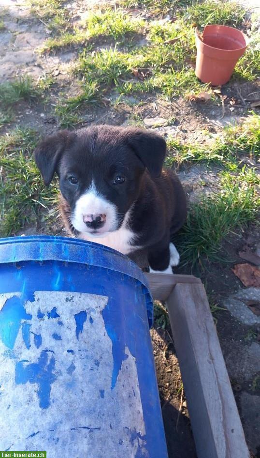 Bild 7: Labrador x Appenzeller Mix Welpen, kinderlieb