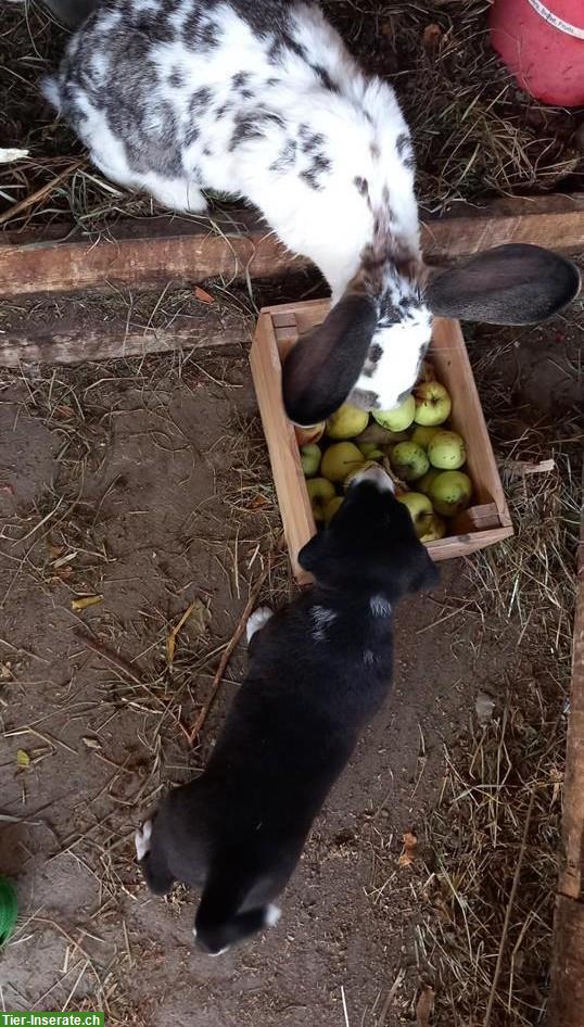 Bild 8: Labrador x Appenzeller Mix Welpen, kinderlieb