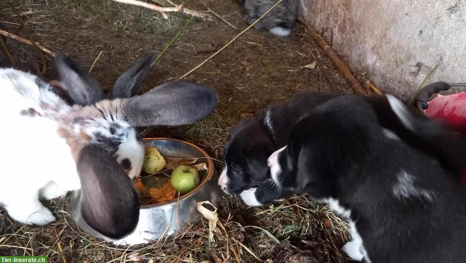 Bild 9: Labrador x Appenzeller Mix Welpen, kinderlieb