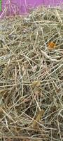 Öko Heu (Ernte 2025) zu verkaufen