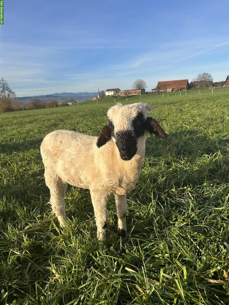 Junger Walliser Schwarznasenschaf-Bock, zahm & gesund