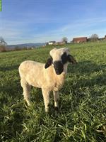 Junger Walliser Schwarznasenschaf-Bock, zahm & gesund