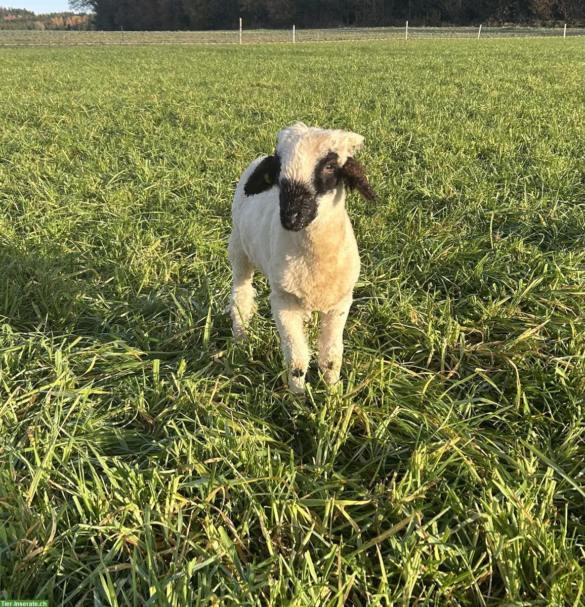 Bild 2: Junger Walliser Schwarznasenschaf-Bock, zahm & gesund