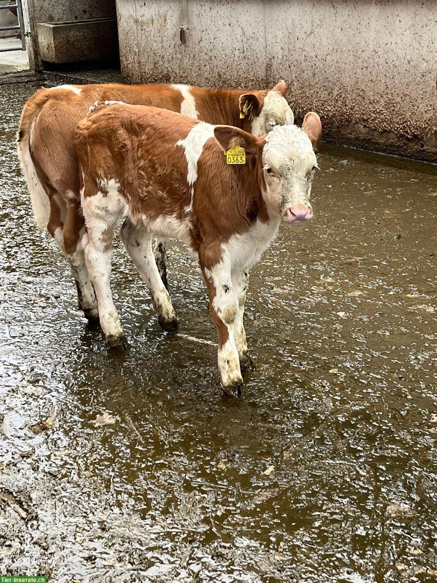 SF Kuh mit Kalb zu verkaufen