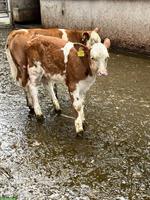 SF Kuh mit Kalb zu verkaufen