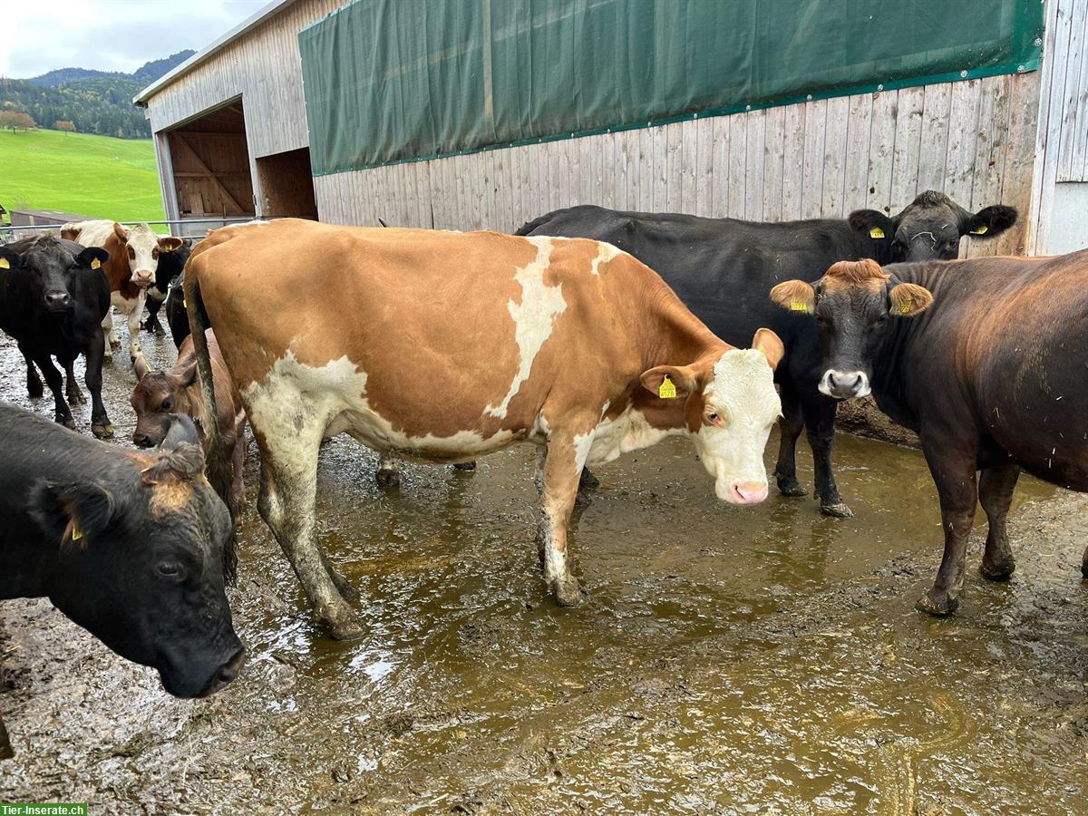 Bild 2: SF Kuh mit Kalb zu verkaufen