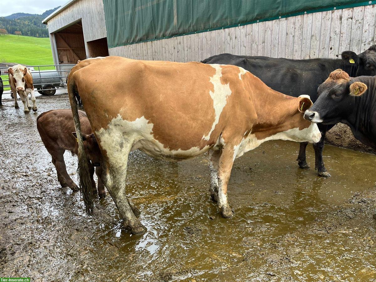 Bild 3: SF Kuh mit Kalb zu verkaufen