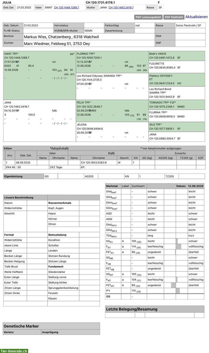 Bild 4: SF Kuh mit Kalb zu verkaufen